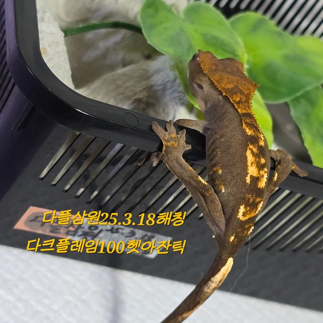 다크 플레임 100%헷아잔틱