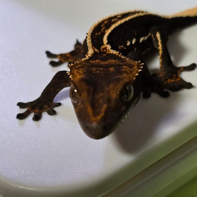 오닉스 엠티백