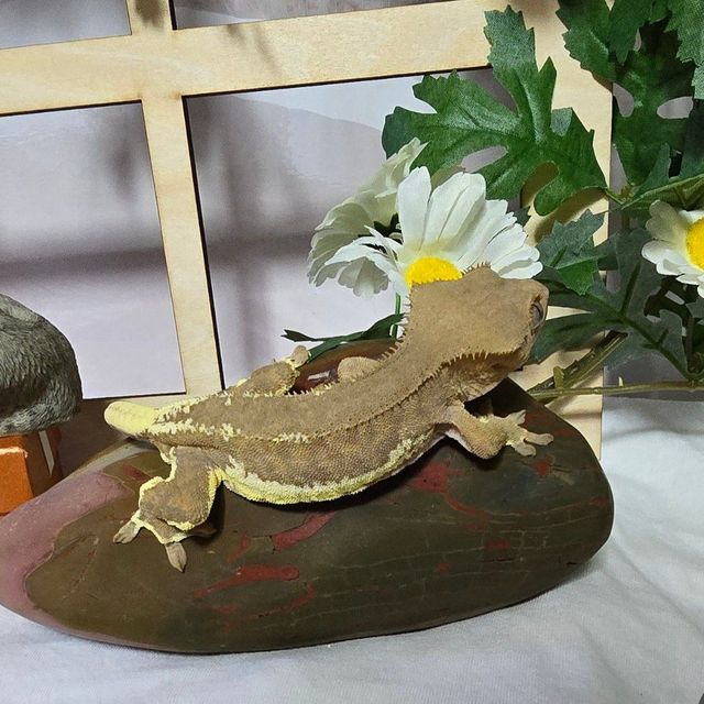 다크 팬텀 릴리화이트