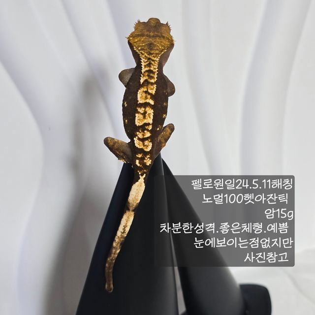 노멀 100%헷아잔틱