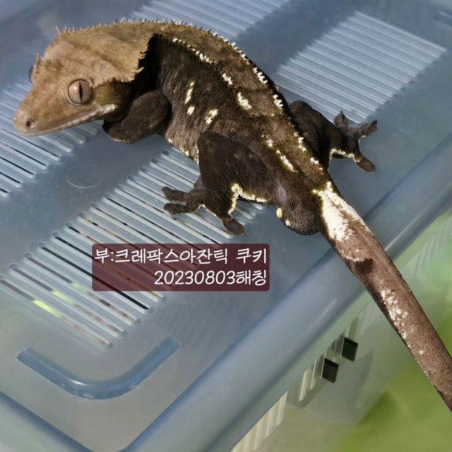 아잔틱
