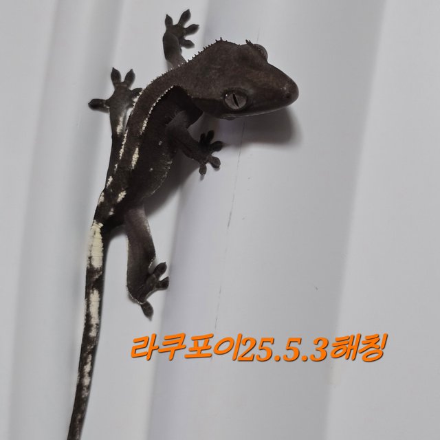 아잔틱