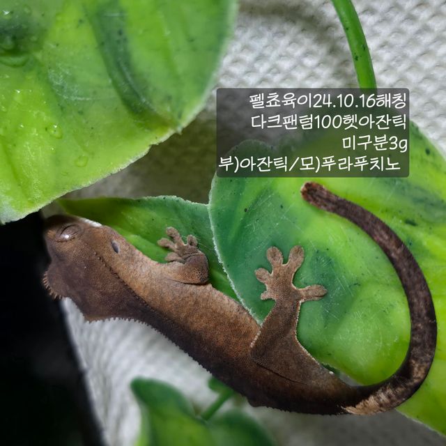 100%헷아잔틱 다크 팬텀