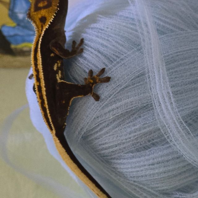 오닉스 엠티백
