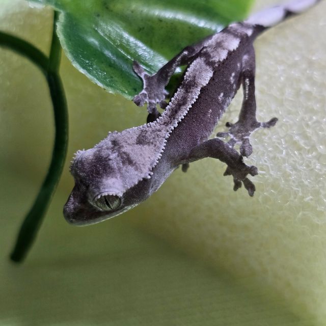 아잔틱