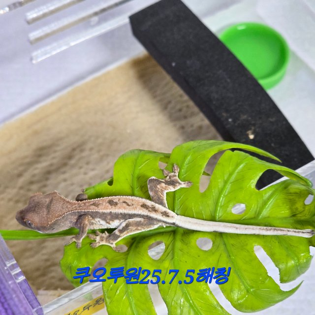 100%헷아잔틱 프라푸치노