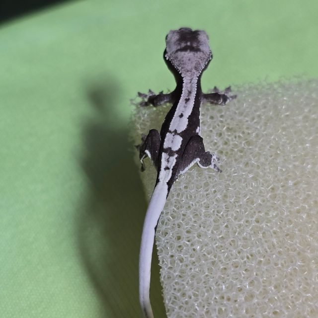 릴잔틱