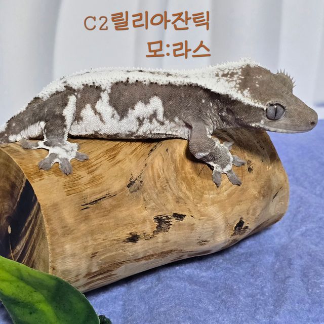 릴잔틱