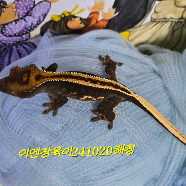오닉스 엠티백
