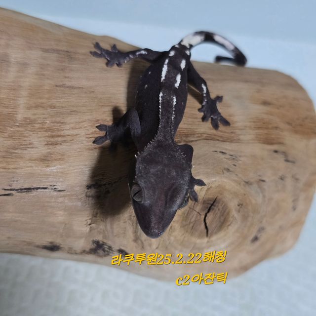 아잔틱