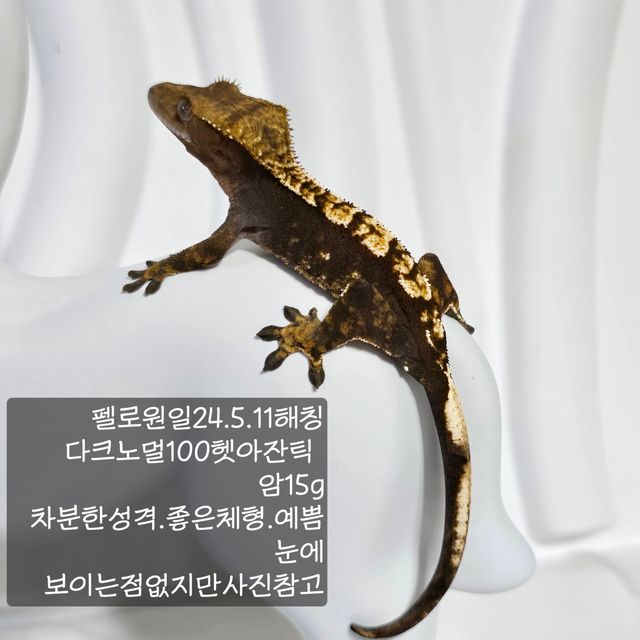 노멀 100%헷아잔틱