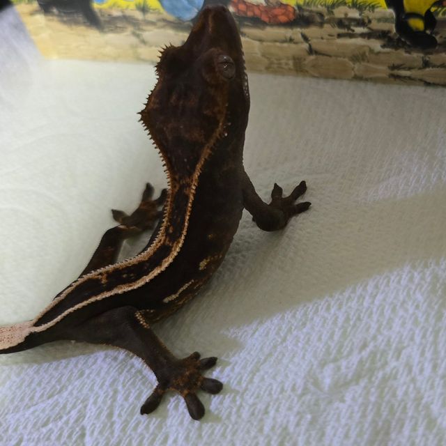 오닉스 엠티백