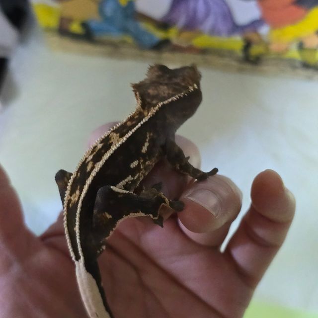 오닉스 엠티백