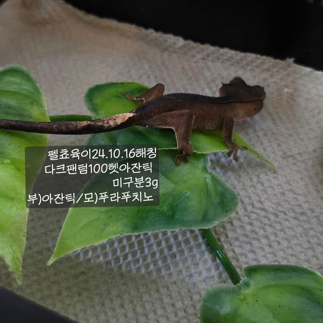 100%헷아잔틱 다크 팬텀