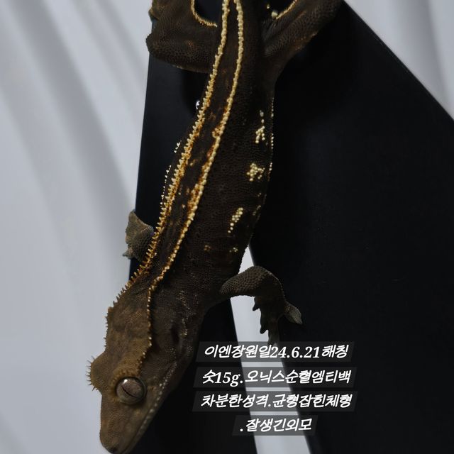 오닉스 엠티백