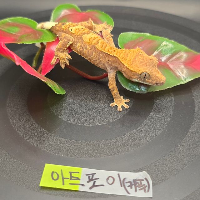 카푸치노