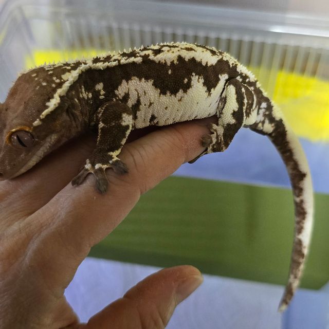 프라푸치노