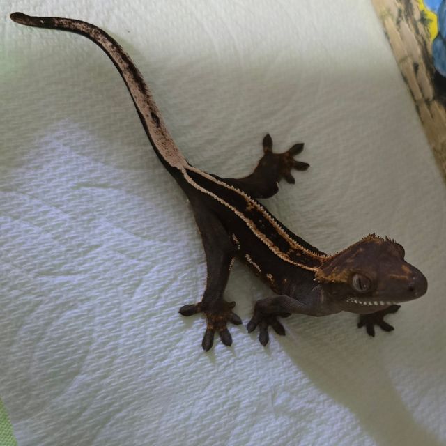 오닉스 엠티백