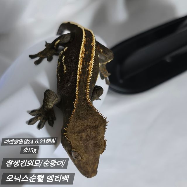 오닉스 엠티백
