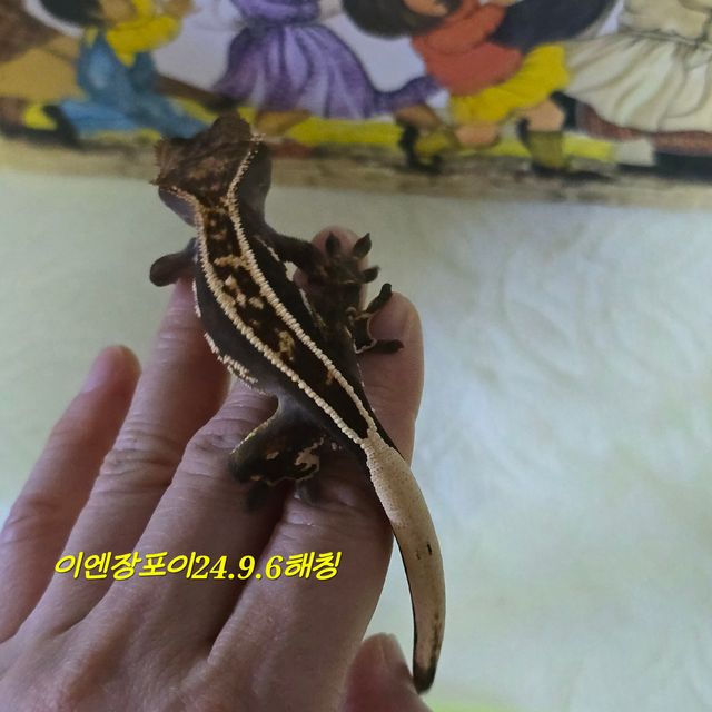 오닉스 엠티백