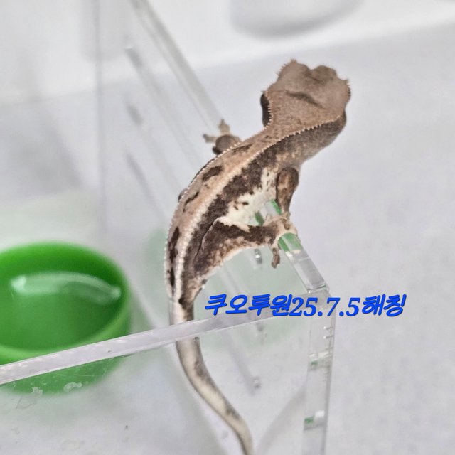 100%헷아잔틱 프라푸치노