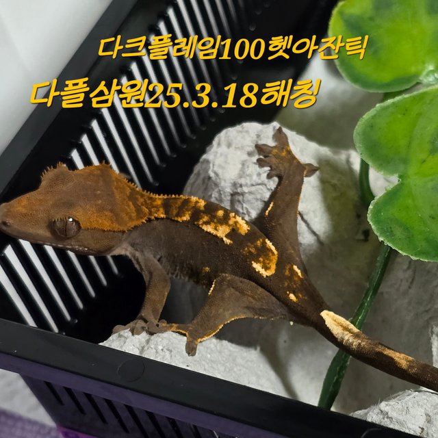 다크 플레임 100%헷아잔틱