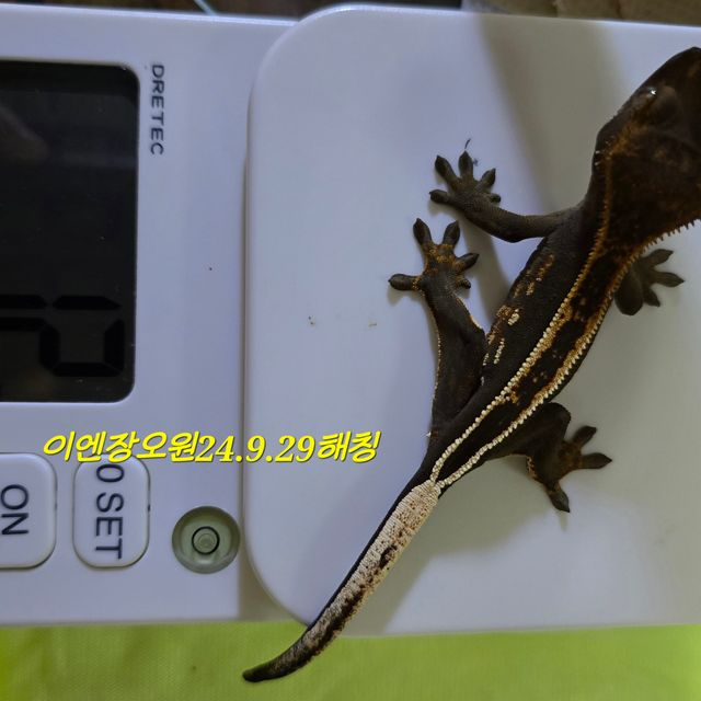 오닉스 엠티백