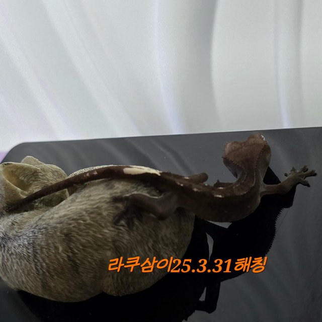 아잔틱