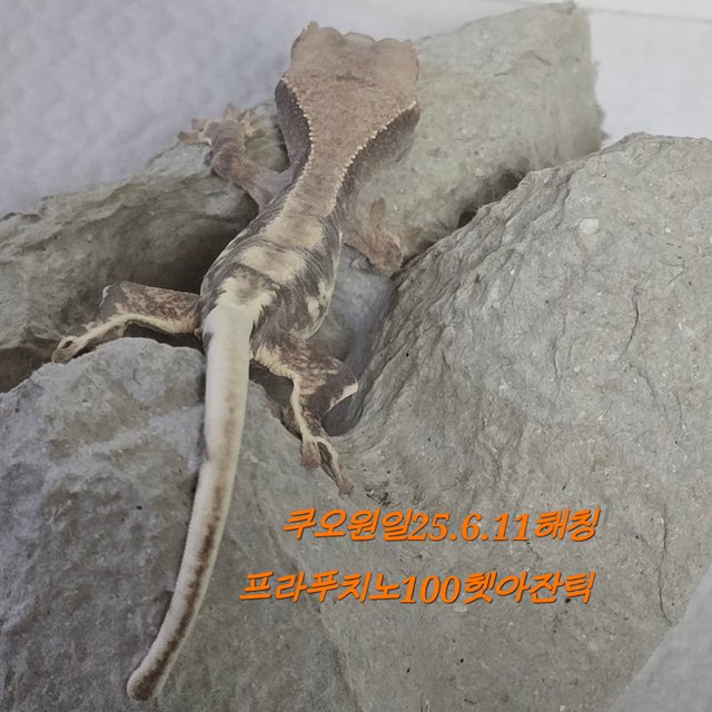 프라푸치노 100%헷아잔틱