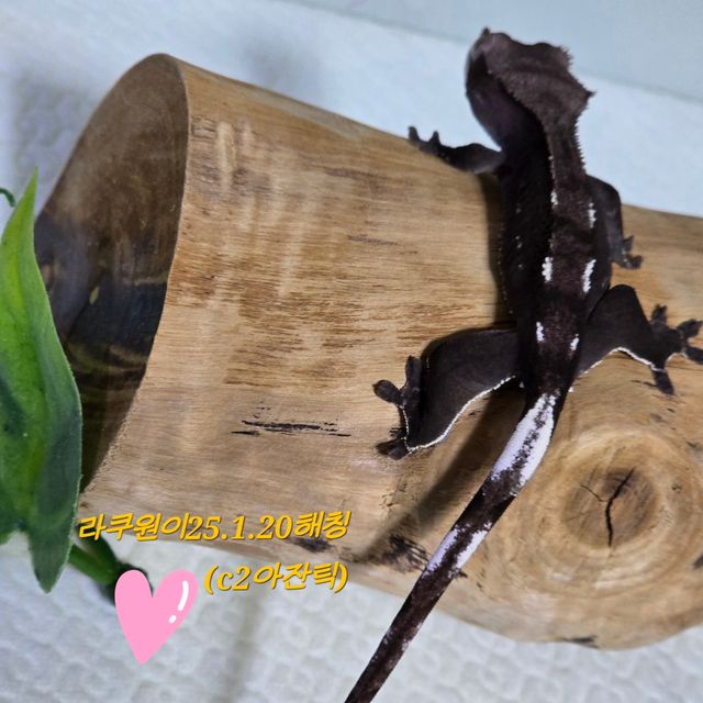 아잔틱