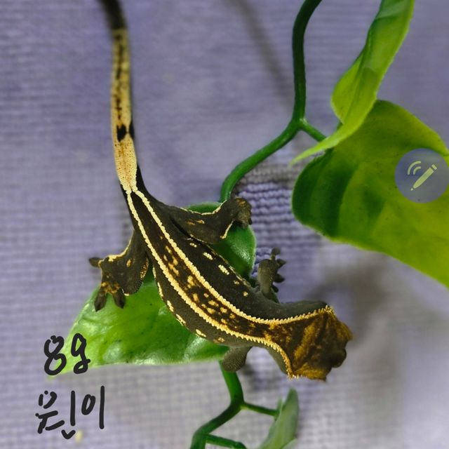 오닉스 엠티백