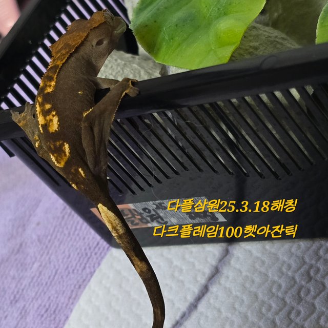다크 플레임 100%헷아잔틱