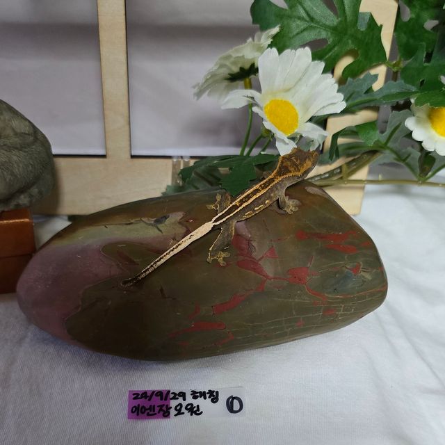 오닉스 엠티백