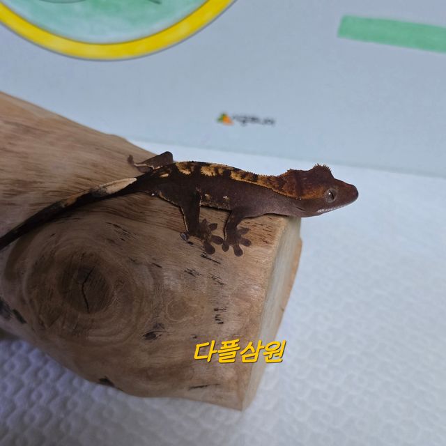 다크 플레임 100%헷아잔틱