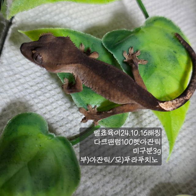 100%헷아잔틱 다크 팬텀