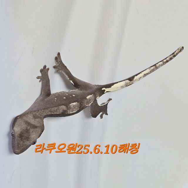 아잔틱