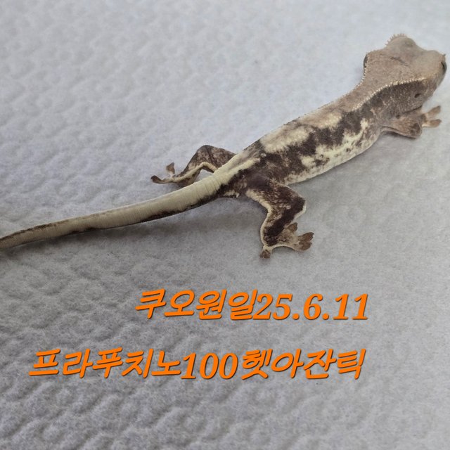 프라푸치노 100%헷아잔틱
