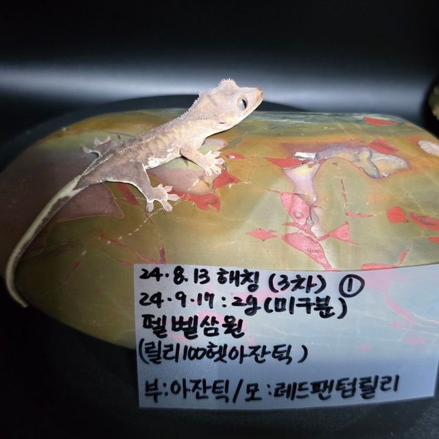 100%헷아잔틱 팬텀 레드 릴리화이트