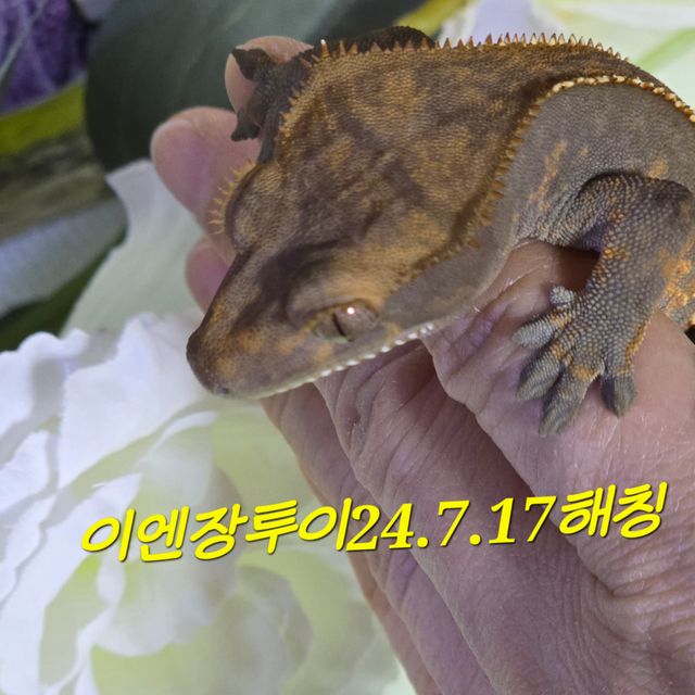 오닉스 엠티백