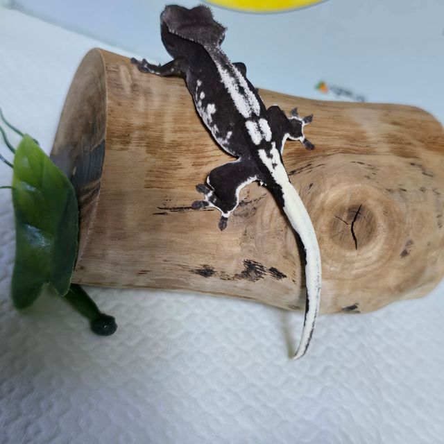 릴잔틱