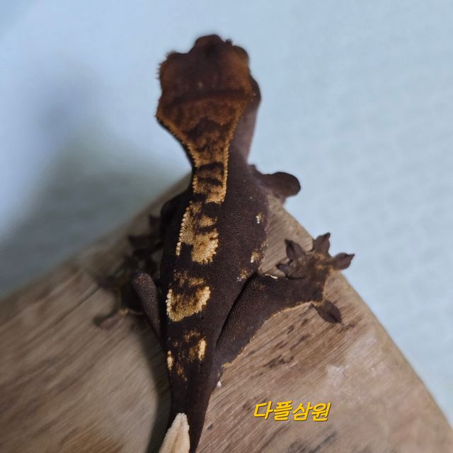 다크 플레임 100%헷아잔틱