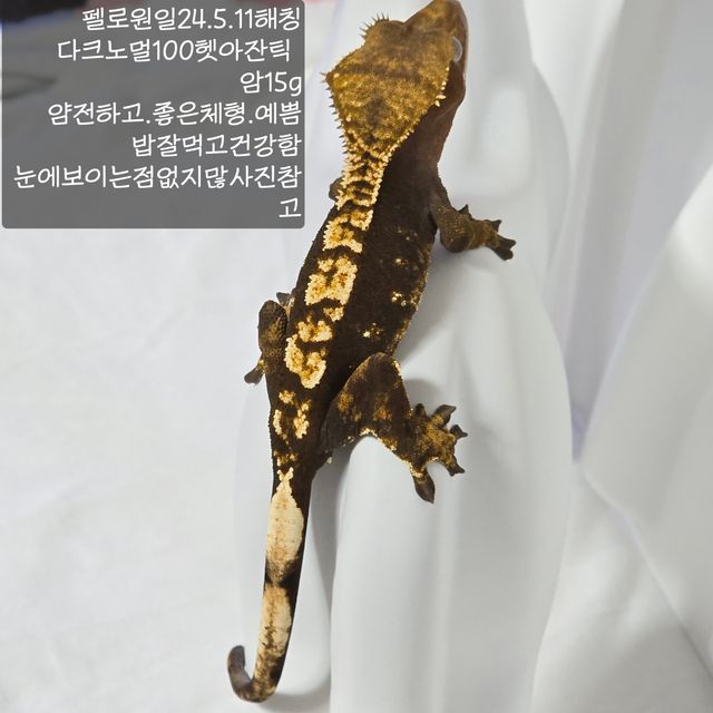 노멀 100%헷아잔틱
