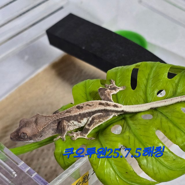 100%헷아잔틱 프라푸치노