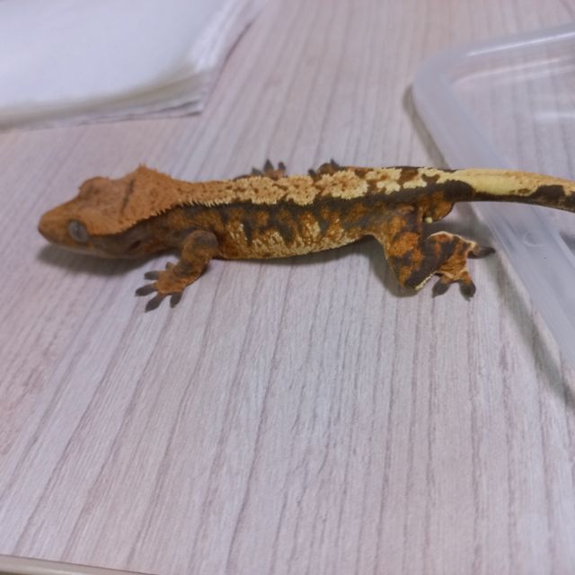트라이 익스트림할리퀸 바브