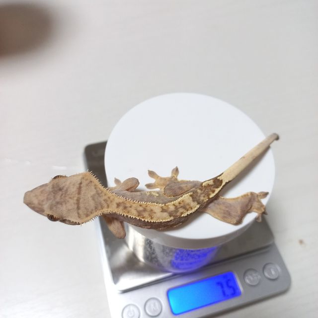 노멀 트라이 익스트림할리퀸