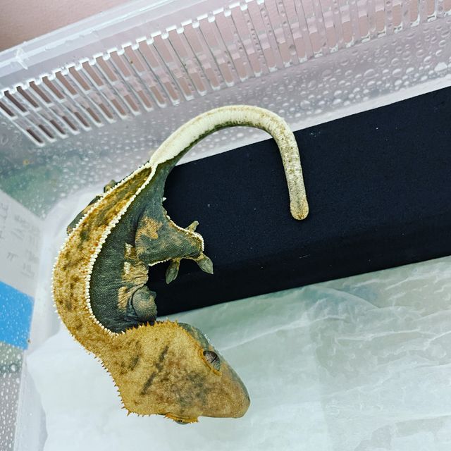 쿼드 풀핀