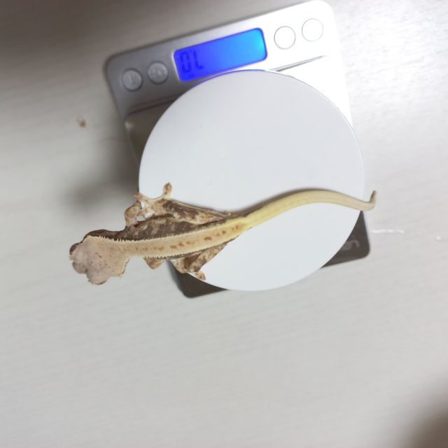 릴리화이트