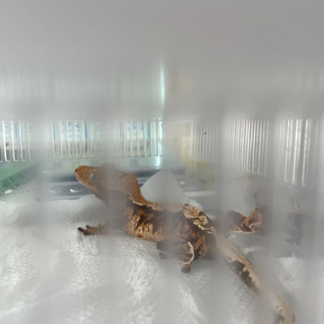 트라이 익스트림할리퀸 바브