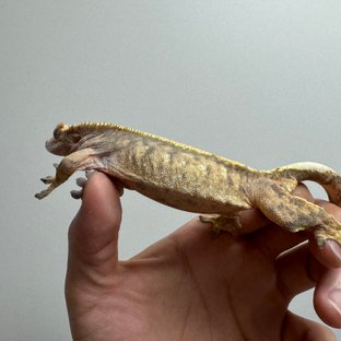 트라이 핀스트라이프