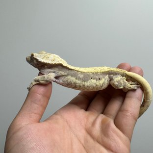 풀핀 쿼드